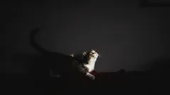 Wanneer een kat verstijft alsof ze een geest ziet: dit is wat er echt aan de hand is