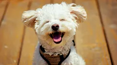 Kunnen honden echt lachen? Ontdek de signalen van vrolijkheid bij je hond