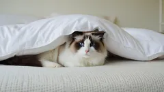 Waarom je kat je steeds zo vroeg wakker maakt en hoe je daar wat aan doet