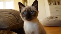 katten opvoeden: zo bouw je een sterke band met je kat