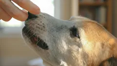 Waarom duwt je hond met zijn neus tegen jou aan