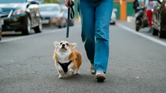 De grootste valkuilen bij het uitlaten van je hond en hoe je ze voorkomt