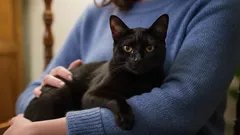 Ze weet precies waar het pijn doet! Mythe of superkracht van katten?