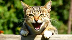 Waarom bijt mijn kat? Ontdek de oorzaken en oplossingen